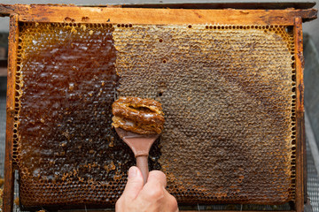  Fresh bee honey from honeycomb - obrazy, fototapety, plakaty