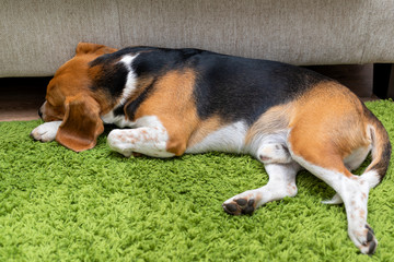 Cute beagle puppy lying on a green carpet at home. Purebred, bes