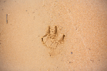 Dog trail in sand. Dog paw print. Footprint of a dog on the yellow-golden sand of a beach.