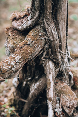 Old driftwood. Old tree, weathered roots. Background with driftwood on nature.