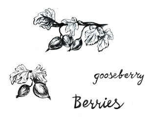 Fototapeta premium Hand drawn with pen gooseberry set frame. Summer autumn berries. Beautiful graphic illustration
