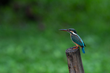 Fototapeta na wymiar Common Kingfisher, Alcedo atthis Beautiful bird in Thailand.