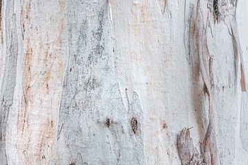 Eucalyptus tree bark texture (Eucalyptus globulus Labill).
