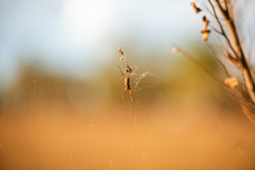 Golden orb spider in its web during the day.