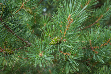 Pine with cones. Beautiful background with a pine branch with needles and cones. Harvesting for the New Year and Christmas. Festive pattern. Bright pine decorations xmas concept.