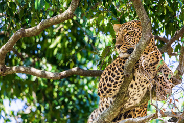 A closeup portrait of leopard on a tree inside Masai Mara national park reserve. Wildlife safari in Kenya, Africa.