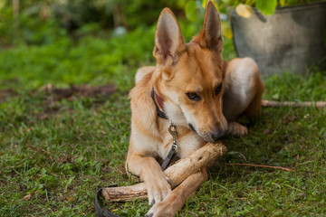 Dog eating stick. Red dog plays in the yard with a log. Beautiful large dog with a stick portrait.