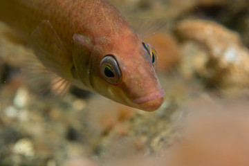 goldsinny wrasse (Ctenolabrus rupestris) in the western Baltic Sea
