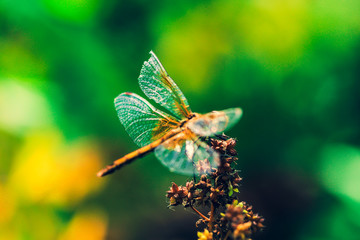 Beautiful insect on a blurred nature background. Dragonfly.