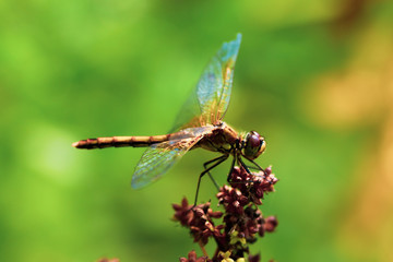 Beautiful insect on a blurred nature background. Dragonfly.