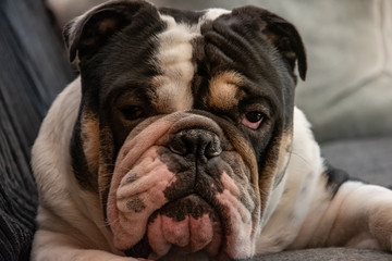 Die englische bulldogge Sir Paul