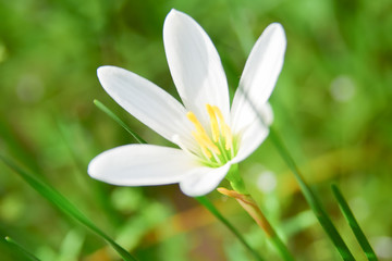Beautiful white flower is blooming in nature.
