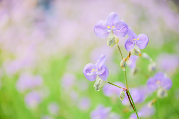 Murdannia giganteum. Beautiful violet flowers in garden