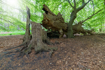 entwurzelter Baum nach schwerem Sturm