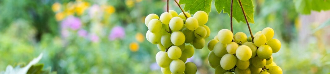 banner of Bunches of white grapes hanging in vineyard against at green and yellow background during sunset