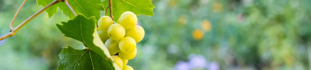  banner of Bunches of white grapes hanging in vineyard against at green and yellow background during sunset © dashtik