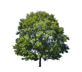 Fototapeta premium Tree isolated on white background