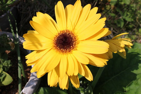 ガーベラ属 Images Browse 48 Stock Photos Vectors And Video Adobe Stock