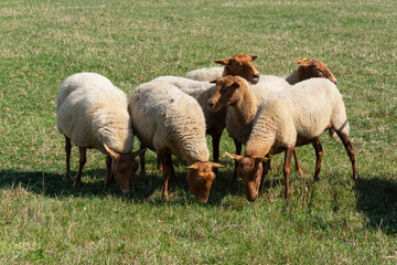 Obraz premium Belgian sheep breed called Ardense voskop. The Ardense voskop is a sheep of medium size with a robust and stately impression