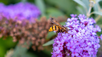 bees and flowers 01