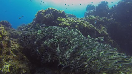 School Of Striped Catfish & Tropical Fish. Beautiful Eel Tail Catfishes Schooling & Swimming Underwater On Peaceful Coral Reef & Sunlit Sea Surface. Calm Colourful Blue Sea Water Aquatic Marine Life