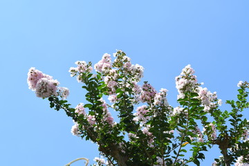 樹木の白い花　サルスベリ