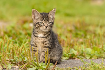 Ein getigertes Kätzchen sitzt auf einer Wiese