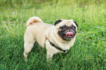 dog pug on the grass in summer