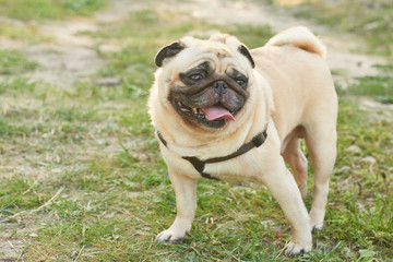 Obraz premium dog pug on the grass in summer