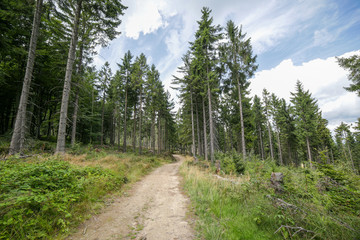 Mountain path in forest in summer