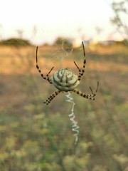 spider on web