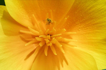 Small bee covered of pollen inside a yellow flower