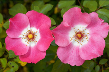 Rosa rubiginosa horizontal pair of two eglantine flowers pink and white with green leaf on...