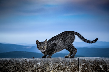Persian cat in front of blue sky on the top of a small village. Wild cat with yellow eyes. Grey pussy. 