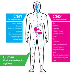 human endocannabinoid CB1 and CB2 Receptors target system active in human body.