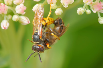 Hornet attack a bee and kill, close-up macro with white and pink flowers and green background