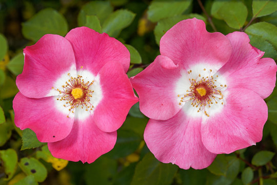Rosa rubiginosa horizontal pair of two eglantine flowers pink and white with green leaf on background