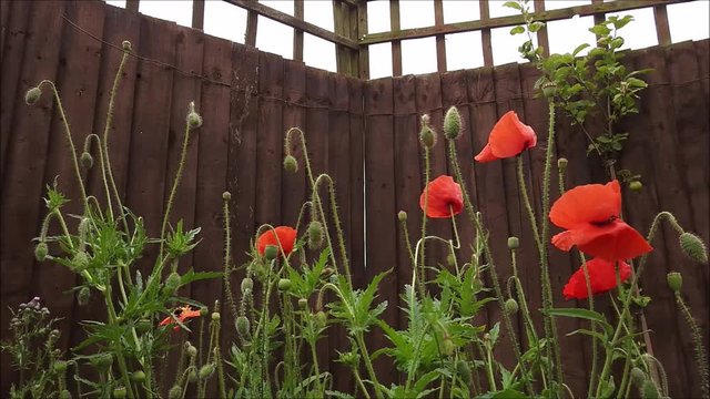 Garden Poppies