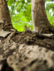 Mantis on tree