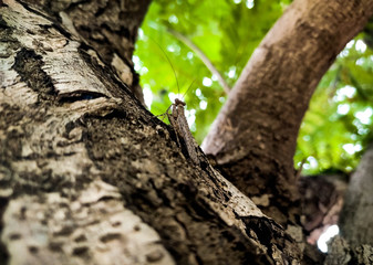 Mantis on tree