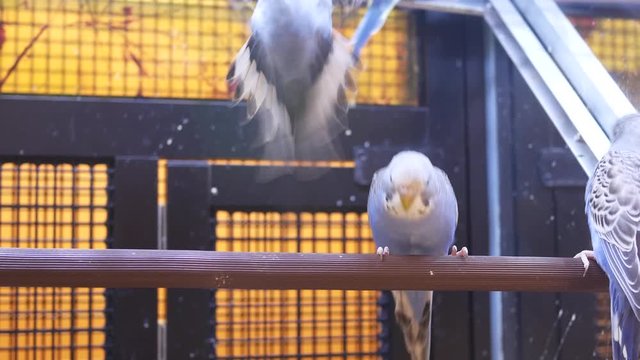 Motion of fancy parakeet in cage inside petsmart store with 4k resolution.