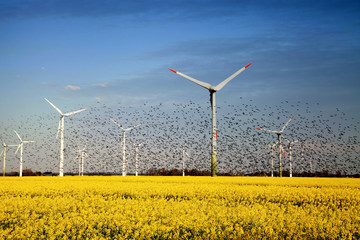 GERMANY, Ein großer Vogelschwarm vor vielen Windkraftanlagen