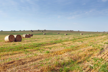 Fototapeta premium the field after summer harvest