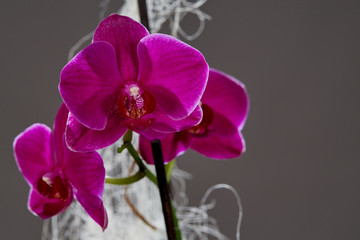 Orchidee