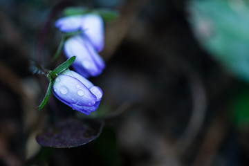 花の蕾と水滴