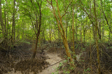 Amazing view of mangrove forest at Khao Khanap Nam Cliffsin in Krabi, Thailand. 