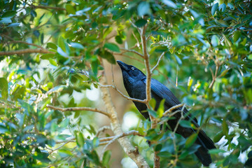 Australian raven outside in nature in the daytime.