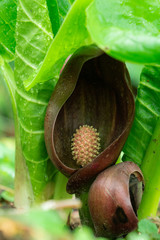 ザゼンソウの花