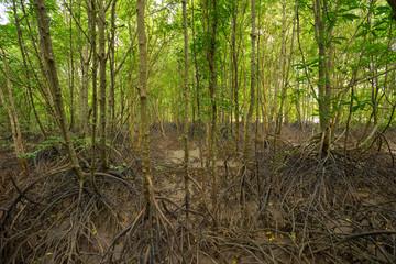 Amazing view of mangrove forest at Khao Khanap Nam Cliffsin in Krabi, Thailand. 