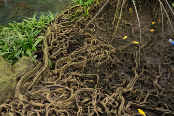 Amazing view of mangrove forest at Khao Khanap Nam Cliffsin in Krabi, Thailand. 